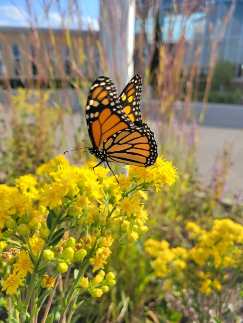 Thoreau Park - Conservation Landscaping Project