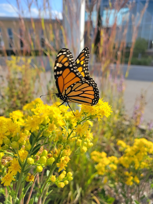 Pollinator Gardener