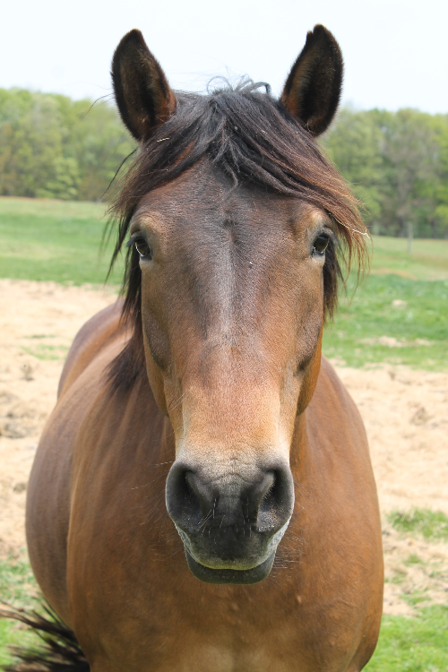 Special Needs Horseback Riding Fall 2025