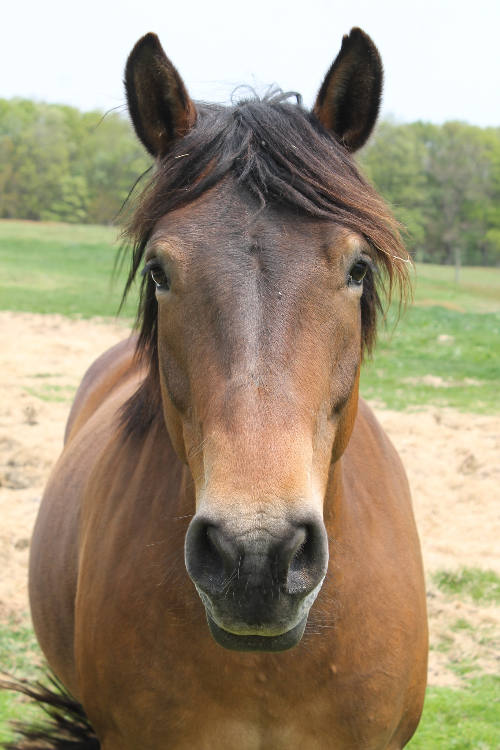 Fall 2024 Special Needs Horseback Riding