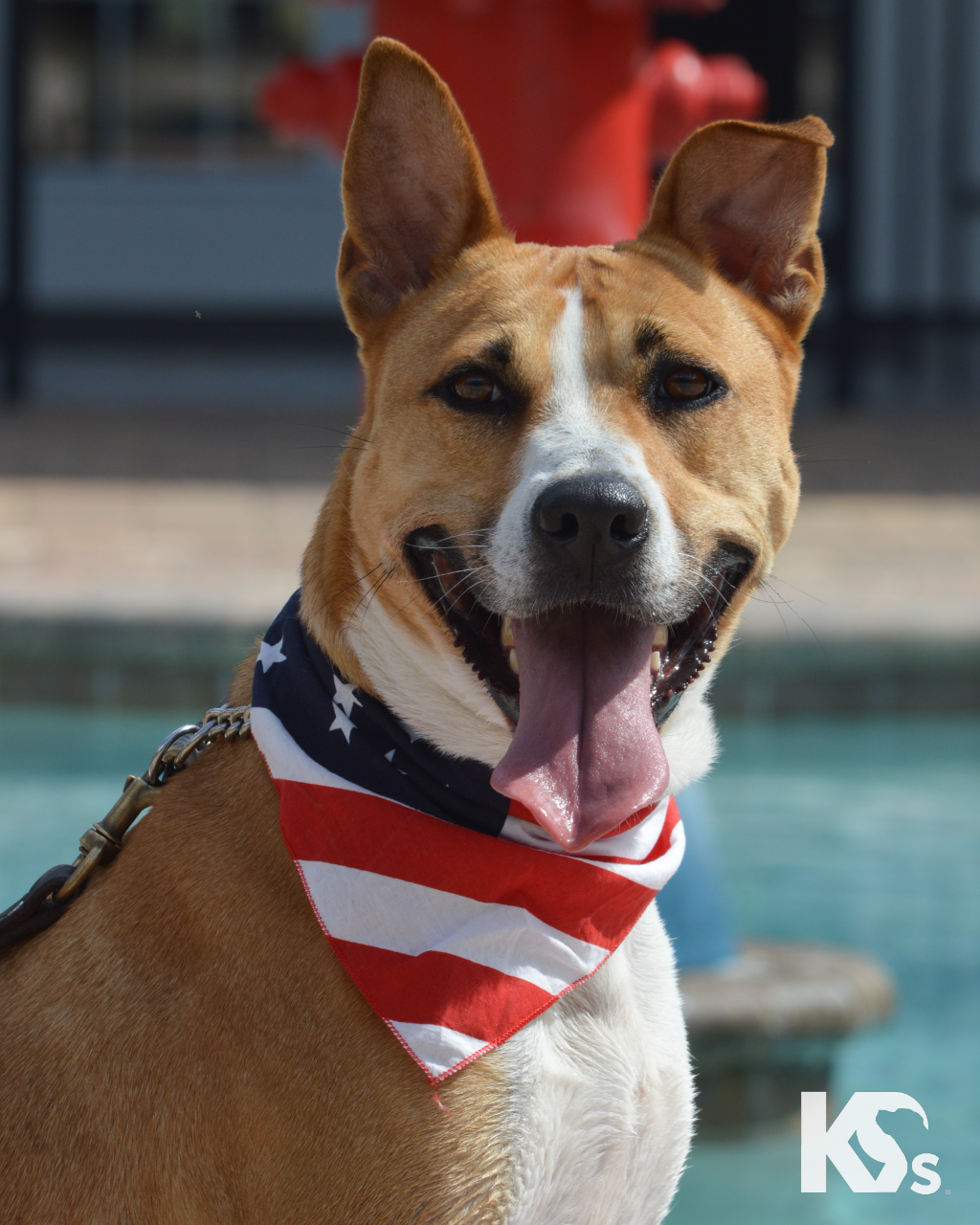 (FL) Adoption Events