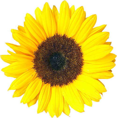 Campus Ministry - Volunteer for Student Retreats Supplies and Preparation