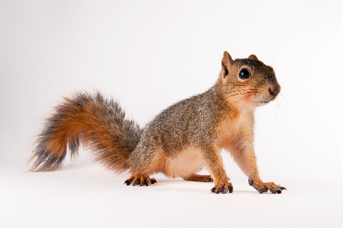 Mammal Nursery Volunteer