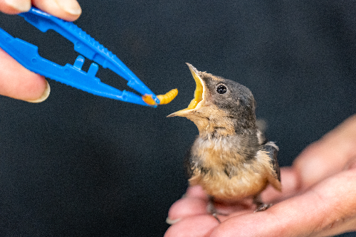 Bird Nursery Volunteer