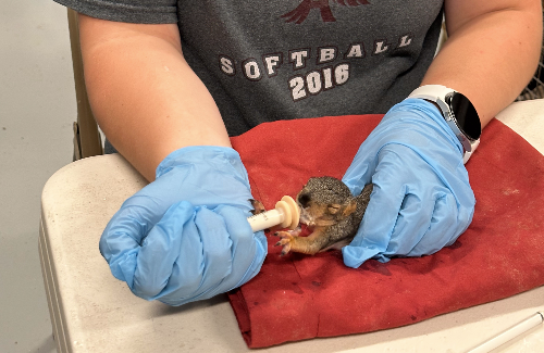 Mammal Nursery Training Class