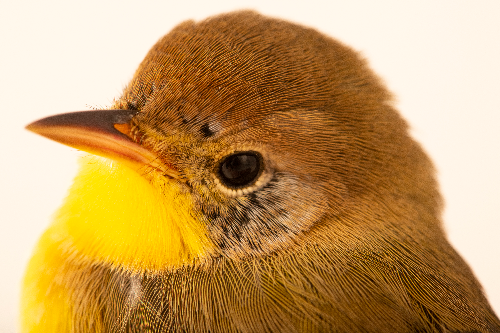 Bird Nursery Training Class