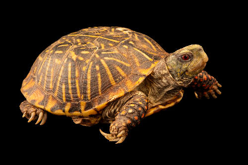 Herptile Room Volunteer