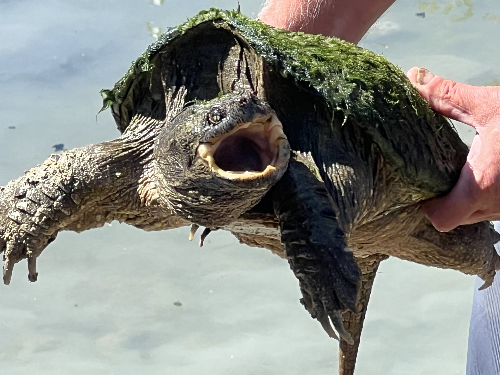 Herptile Room Training Class