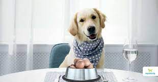 Canine Cuisine Prep