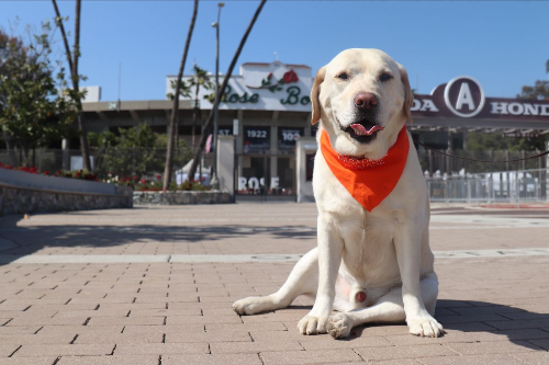 Wiggle Waggle Walk and Run 2026