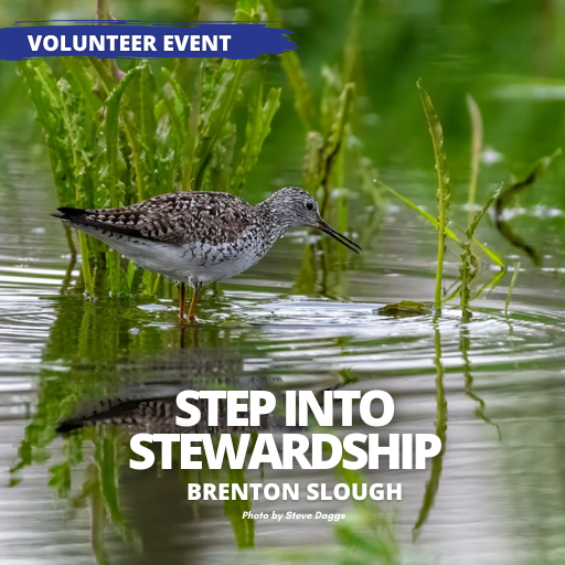Step Into Stewardship: Brenton Slough