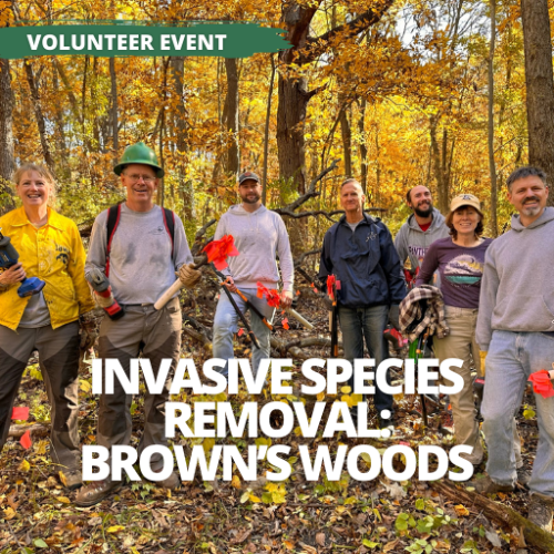 Event - Invasive Species Removal: Brown's Woods (Volunteer Led)