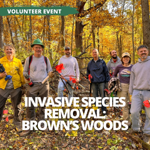 Invasive Species Removal - Brown's Woods (Volunteer Led)