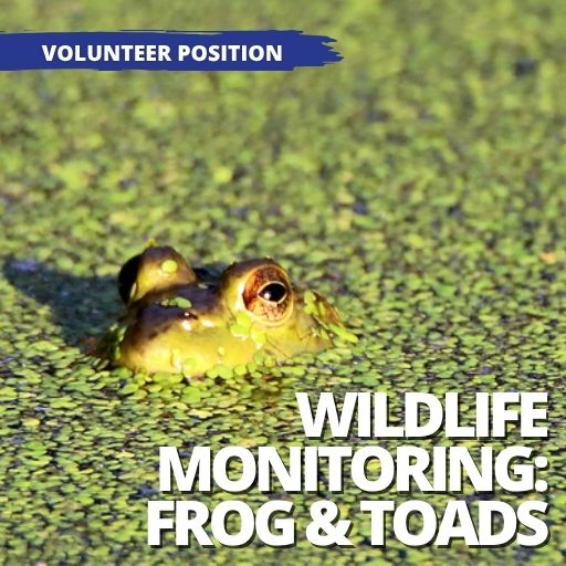 Wildlife Monitoring – Frog & Toad