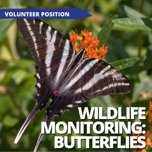 Wildlife Monitoring - Butterflies