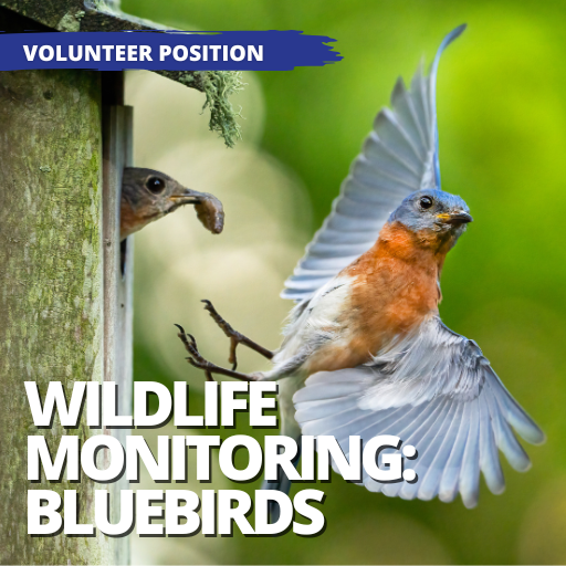 Wildlife Monitoring - Bluebirds