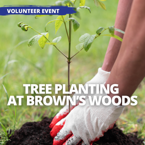 Event - Tree Planting at Brown's Woods