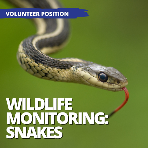 Wildlife Monitoring - Snake
