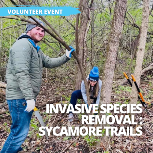 Event - Invasive Species Removal at Sycamore Trails