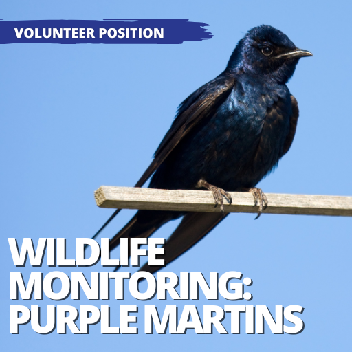 Wildlife Monitoring – Purple Martins