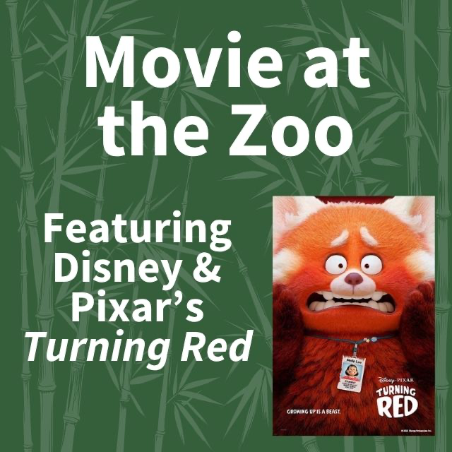 Movie at the Zoo: International Red Panda Day