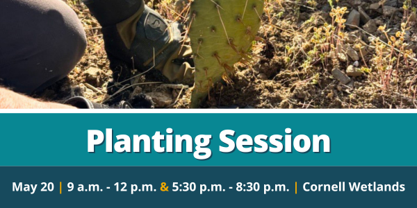 Native Planting/Weeding Session: Cornell Wetlands - May 20