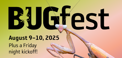 08/09/2025 & 08/10/2025 | Craft Volunteer for Swaner's table at NHMU BugFest