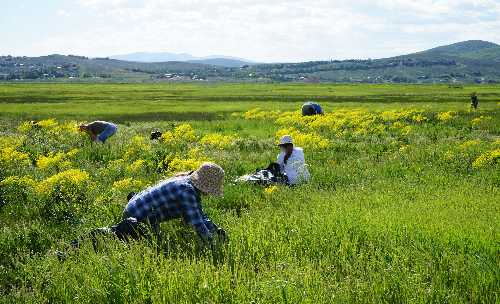 07/14/2026 | Invasive Weed Management: Let's Pull Together!