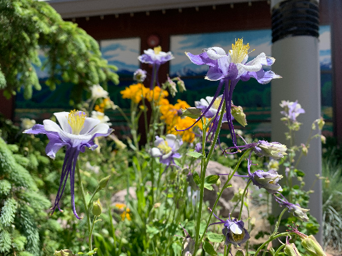 08/17/2026 | Native Seed Collection