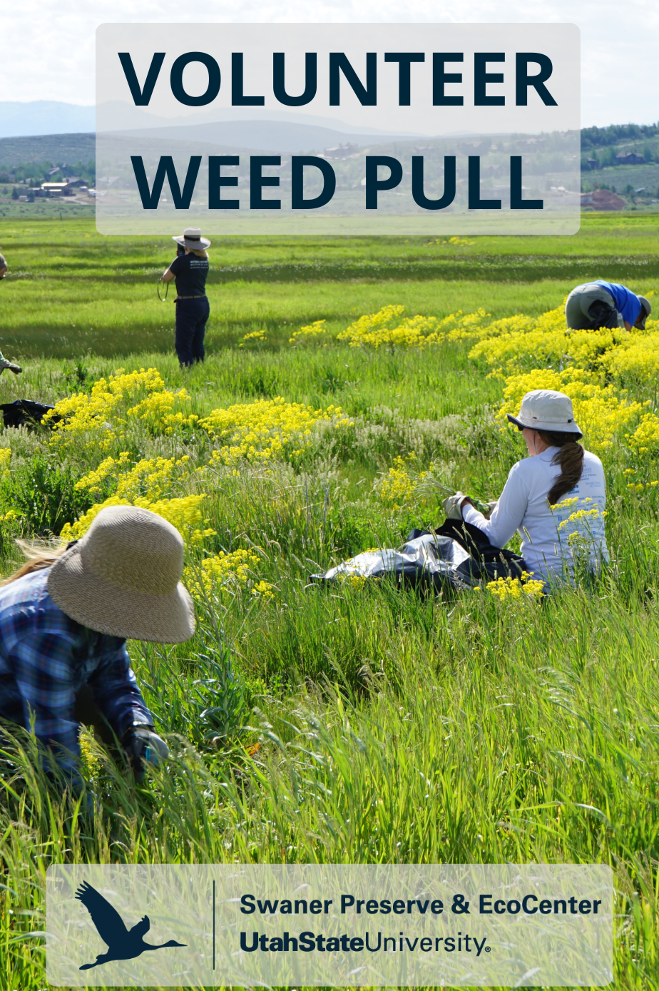 05/14/2026 | Invasive Weed Management: Let's Pull Together!