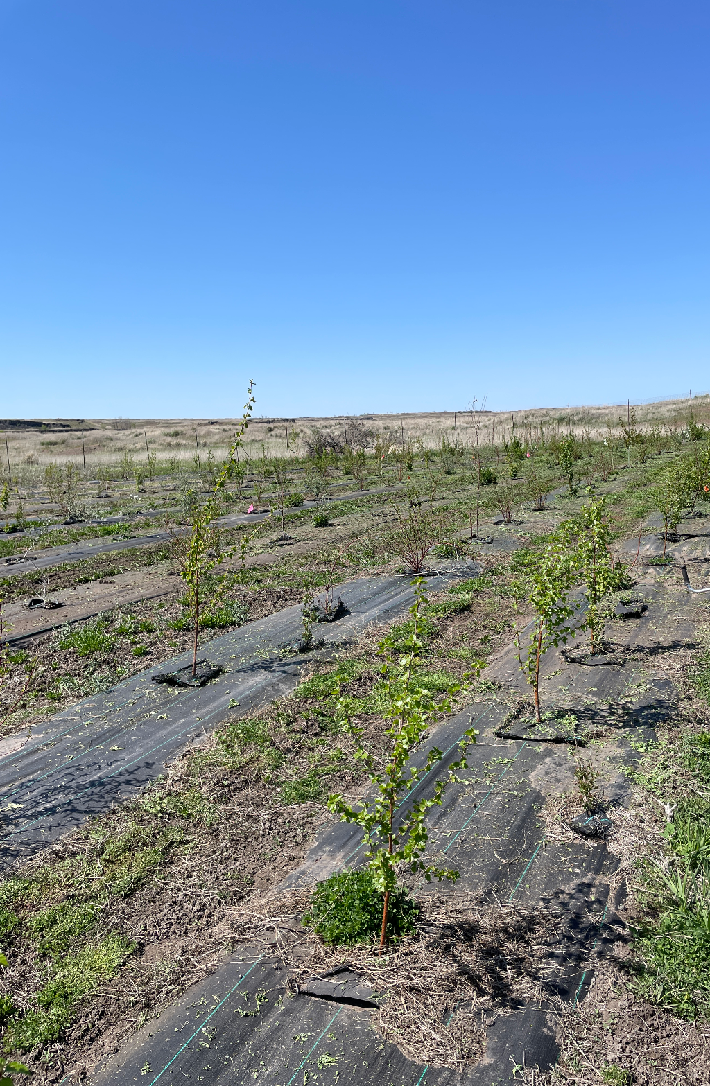 The Swanson Lakes Wildlife Area Shrub Planting Project