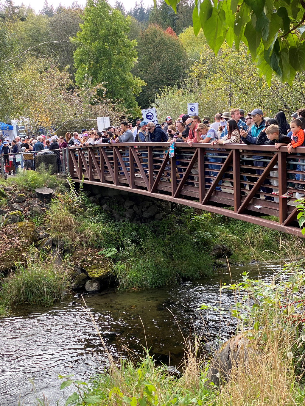 Salmon Days Event in Issaquah