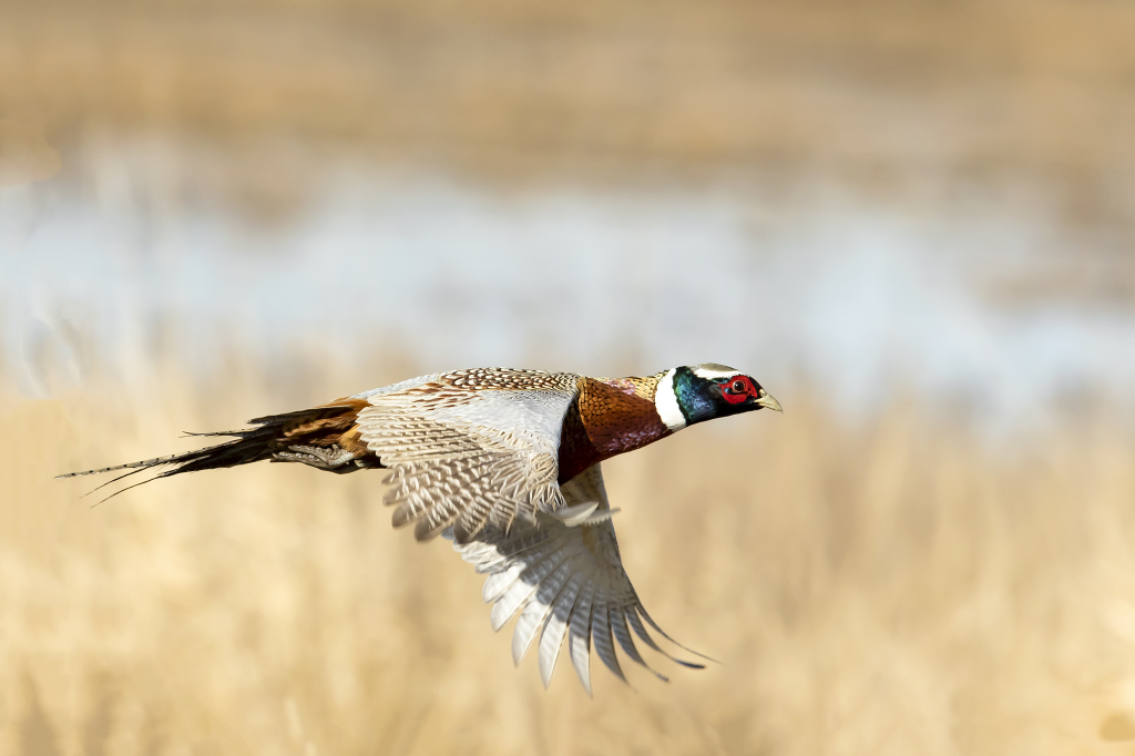 Region 4 Hunter Education/ MH Non- project associated WDFW Volunteer hours