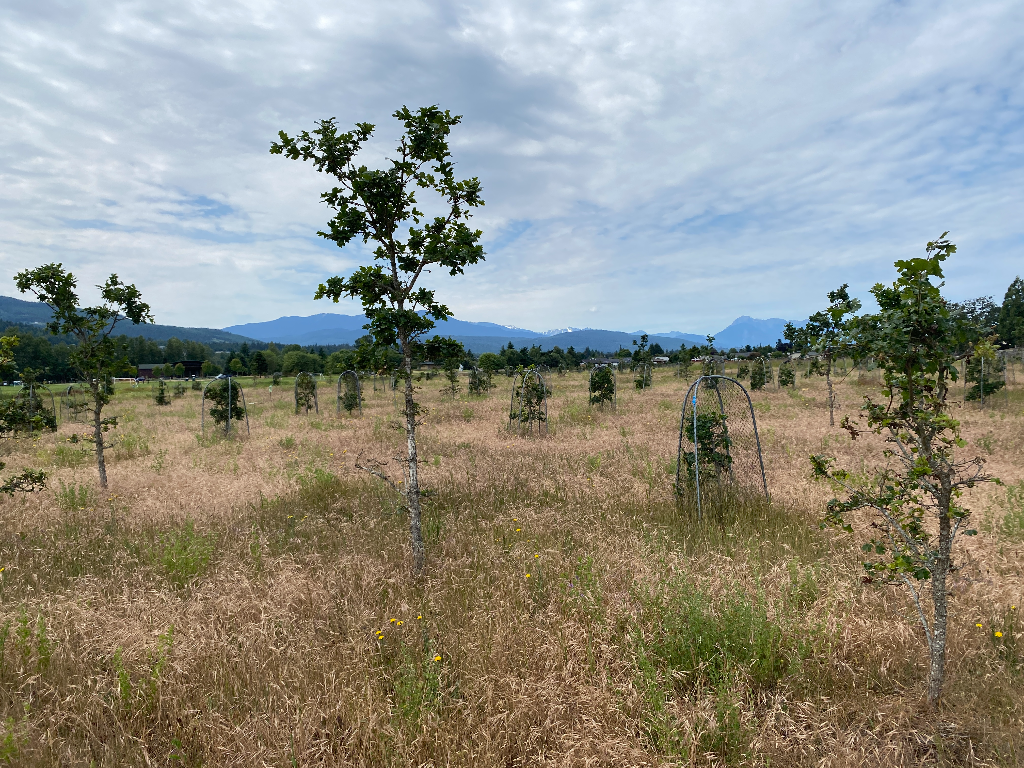 Sequim Garry Oak Restoration Project - Bell Creek Unit