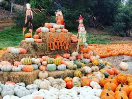 Pumpkin Patch