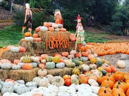 Palisades YMCA- Simon Meadow Pumpkin Patch- October